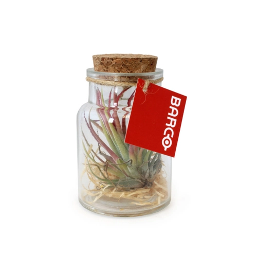 image du produit Terrarium Tillandsia petit modèle, avec bouchon en liège