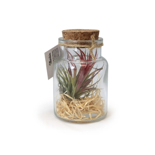 image du produit Terrarium Tillandsia petit modèle, avec bouchon en liège