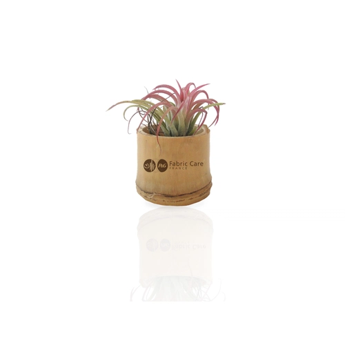 image du produit Tillandsia en pot bambou, Plante déco dépolluante