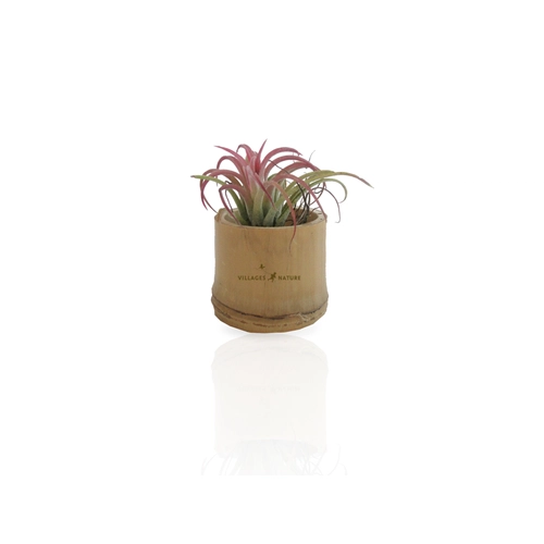 image du produit Tillandsia en pot bambou, Plante déco dépolluante